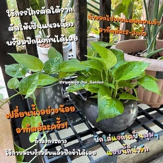 [ขั้นต่ำ5กิ่ง] พลูด่าง ขายเป็นกิ่ง ซื้อ5กิ่งขึ้นไปเท่านั้น ตัดสดจากสวน มีแถมทุกออเดอร์