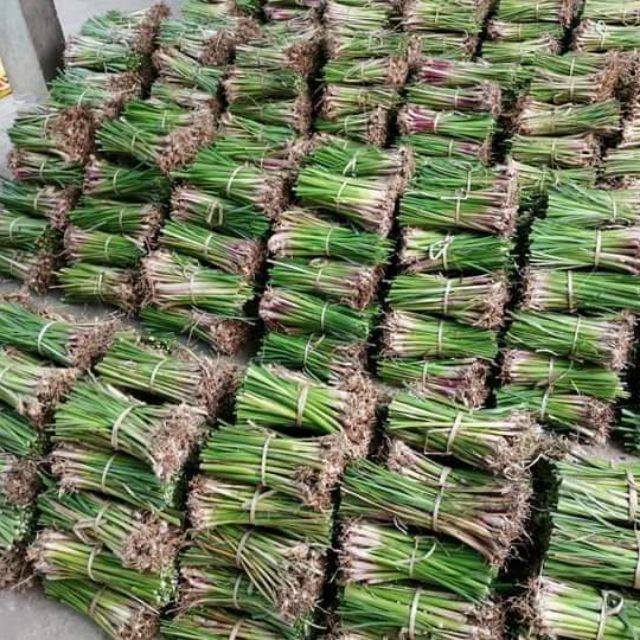 พันธุ์หญ้าแฝก 3,000 ต้น หญ้าแฝกลุ่ม (Vetiver Grass) ป้องกันดินพัง