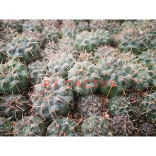 Gymnocalycium vatteri ยิมโนวัตตารี่ สวยๆ