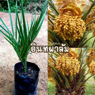 ต้นอินทผาลัม🌱ต้นสวยๆพร้อมส่ง(รับประกันสินค้าชำรุดเสียหาย)