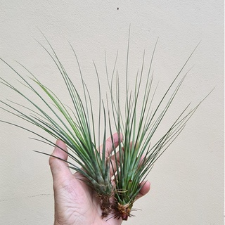 ทิลแลนด์เซีย จังเซีย  (Tillandsia juncea) สับปะรดสี สับปะรดอากาศ ไม้รากอากาศ