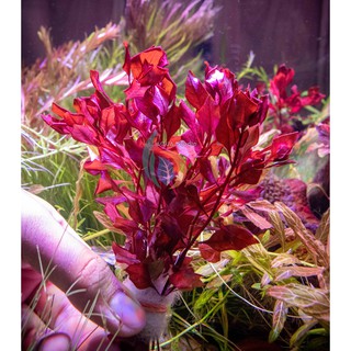 ต้นไม้น้ำ ลัดวิเจีย มินิซุปเปอร์เรด ludwigia palustris super red