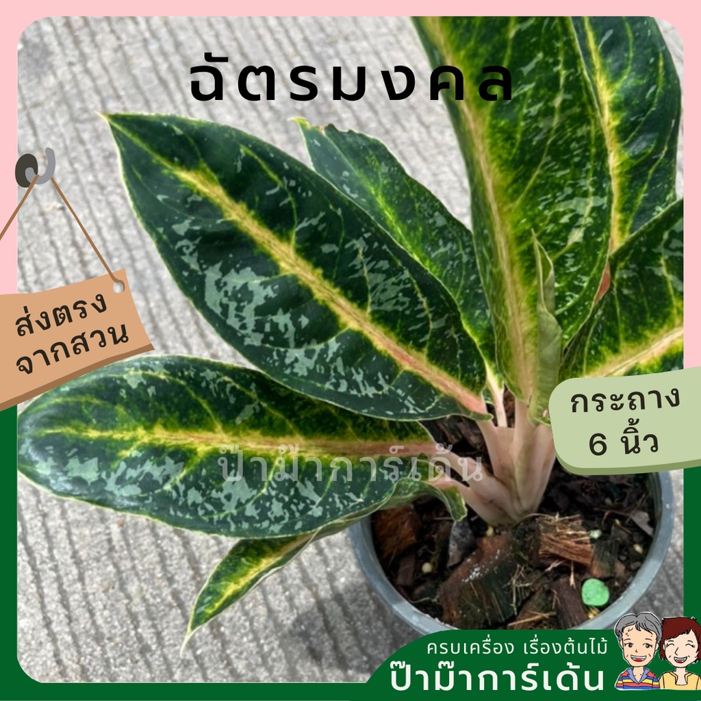 มุมมอง 2