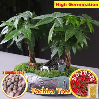 ที่มีคุณภาพสูง (2ชิ้น/แพคเกจ) Pachira Tree seeds ขาย Pachira แคระเงินต้นไม้เมล็ดพันธุ์พืช Pachira Watercow seeds ปลูกไม้