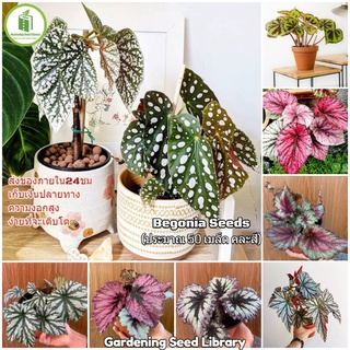 (50 เมล็ด/คละสี) บีโกเนีย Begonia Seeds Rare Flower Seeds หัวบอนสีชายชล ไม้ประดับ ไม้ประดับมงคล ต้นไม้ฟอกอากาศ