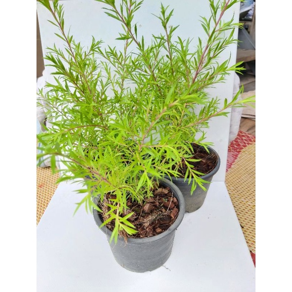 หลิวยอดทอง ใบเป็นสีเหลืองทองสวย ส่งในกระถาง5.5นิ้ว