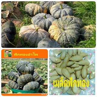 เมล็ดพันธุ์ฟักทองอำไพ เมล็ดพันธุ์ต้นฟักทองอำไพ เม็ดฟักทอง เมล็ดพันธุ์ต้นฟักทอง ถุงล่ะ 50 เม็ด ราคา 95 บาท