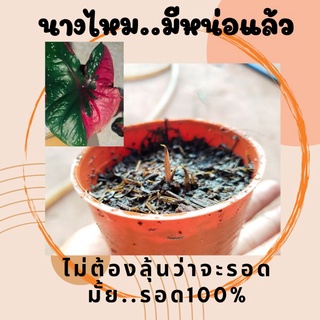 บอนสี นางไหม" ชิ้นผ่างอกแล้ว"รอด100%