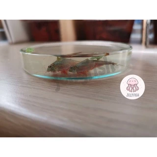 ไข่ไทรออปส์ ไข่Triops ไข่กุ้งไดโนเสาร์ กุ้งไดโนเสาร์