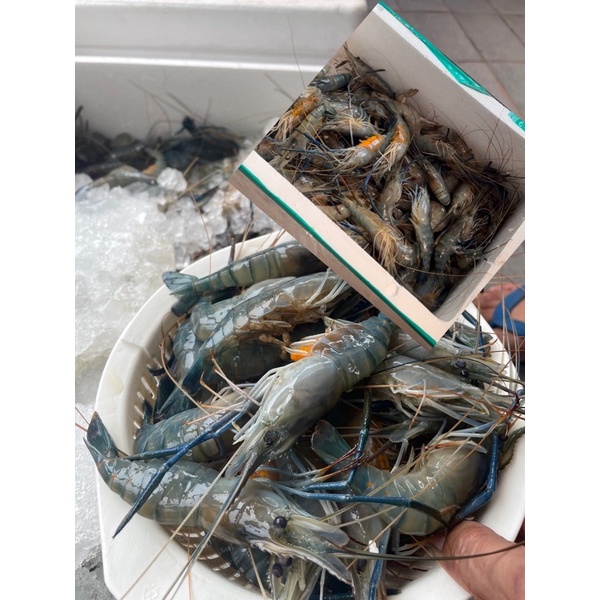 The Sea's กุ้งแม่น้ำสดจากฟาร์ม กุ้งเมียไข่ มันเยอะๆ มี3ไซส์ให้เลือกค่ะ (กุ้งสด/กุ้งก้ามกราม) เดอะซีไทยแลนด์กุ้งแม่น้ำสด