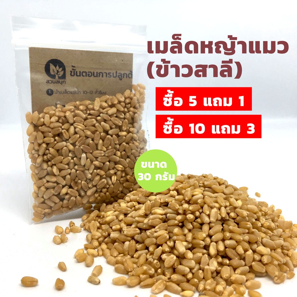 เมล็ดต้นอ่อนข้าวสาลี (หญ้าแมว) แบ่งขาย ซื้อ 5 แถม 1 หรือ ซื้อ 10 แถม 3