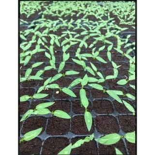 Coco Peat Plus 80 ลิตร (เนื้อละเอียด เกรดพรีเมียม) โคโค่พีท โคโค่พีทปลูกกัญ โคโค่พีทพลัส ดินขุยมะพร้าวละเอียด ขุยมะพร้าว