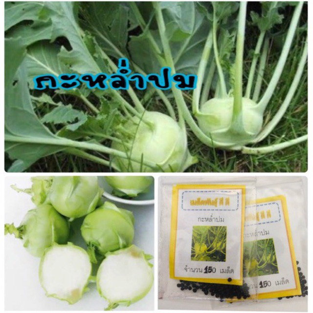 เมล็ดพันธุ์ กะหล่ำปม 20 เมล็ด Kohlrabi กะหล่ำF1