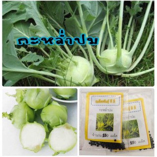 เมล็ดพันธุ์ กะหล่ำปม 150 เมล็ด Kohlrabi กะหล่ำ