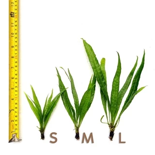 รากดำ ใบแหลม เลือกได้ 3 ขนาด จำนวน 1 มัด- MICROSORUM NARROW LEAF ต้นไม้น้ำ เฟิร์นน้ำ