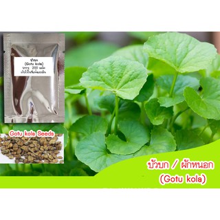 เมล็ดพันธุ์ใบบัวบก / ผักหนอก (Gotu kola) 200 เมล็ด สมุนไพรแก้ช้ำใน เมล็ดใบบัวบก เมล็ดพันธุ์ใบบัวบก ปลูกต้นใบบัวบก