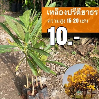 เหลืองปรีดียาธร ต้นละ 10 บาท (ชุด 30 ต้น)