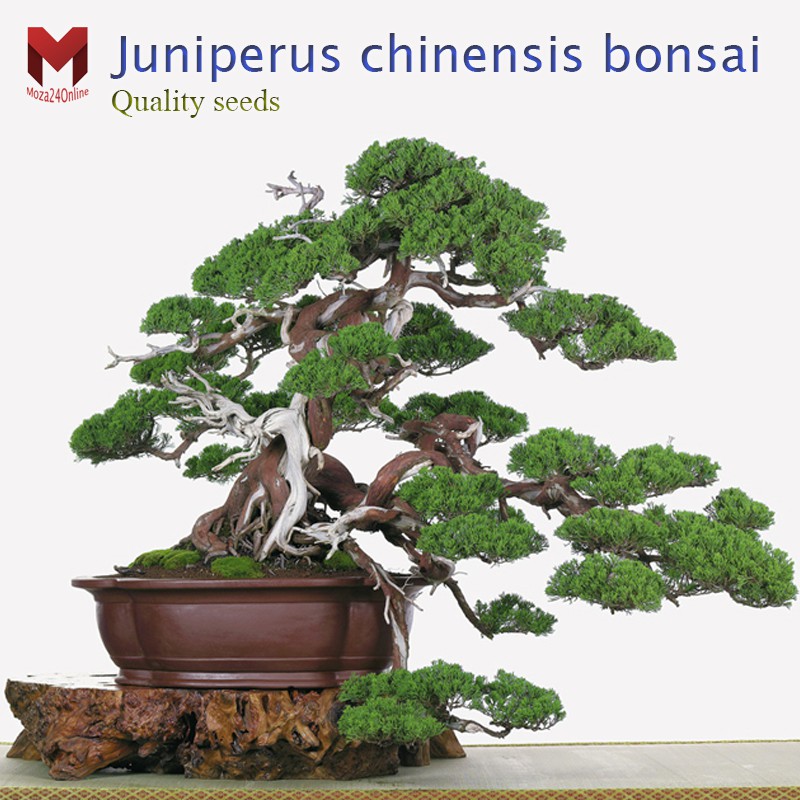 พันธุ์สนจูนิเปอร์บอนไซ Juniperus chinensis bonsai ไม้แคระประดับ (20เมล็ด)