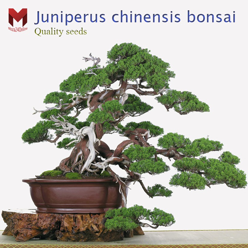 พันธุ์สนจูนิเปอร์บอนไซ Juniperus chinensis bonsai ไม้แคระประดับ (20เมล็ด) – โปรปัง
