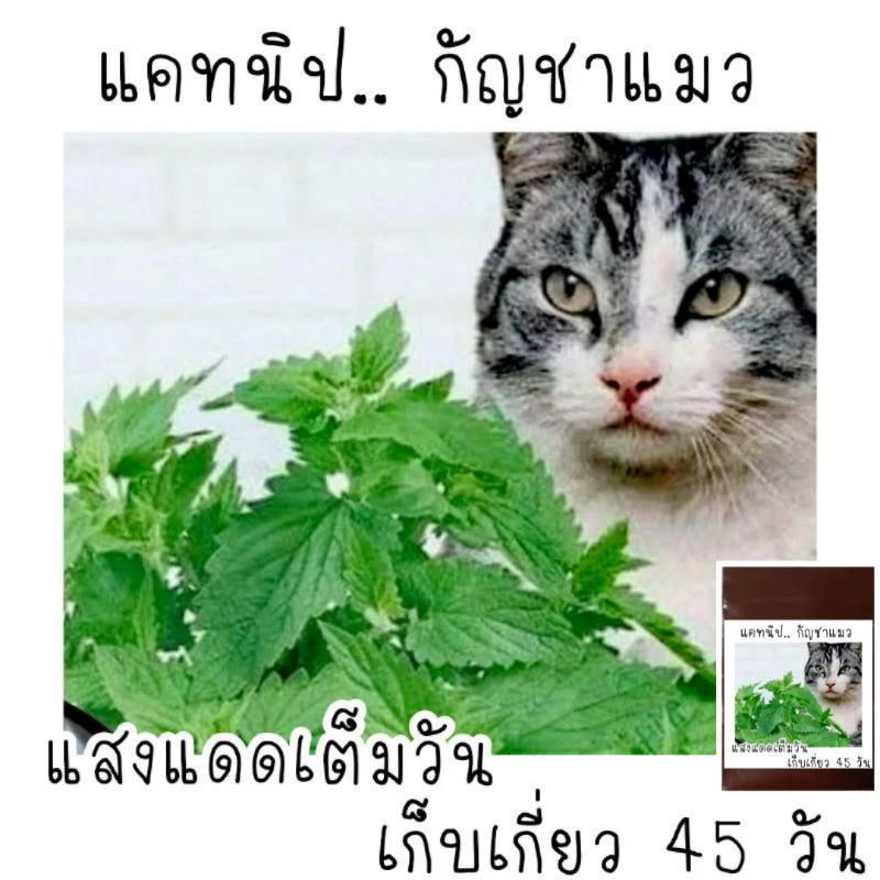 100 เมล็ด เมล็ดพันธุ์แคทนิป catnip กัญชาแมว