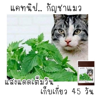 100 เมล็ด  แคทนิป catnip กัญชาแมว