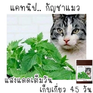 100 เมล็ด เมล็ดพันธุ์แคทนิป catnip กัญชาแมว