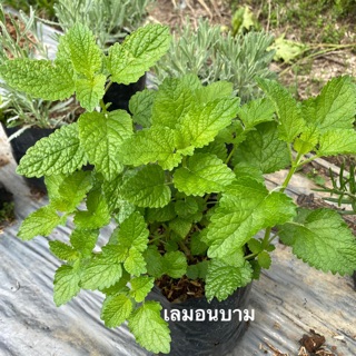 เลมอนบาล์ม  (lemon blam mentha officinalis)