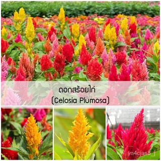 （อัตราการปลูกสูง）ปลูกง่าย ปลูกได้ทั่วไทย เมล็ดพันธุ์ ดอกสร้อยไก่ Celosia Plumosa Seed 50 เมล็ด Flower Seeds Garden DIY P