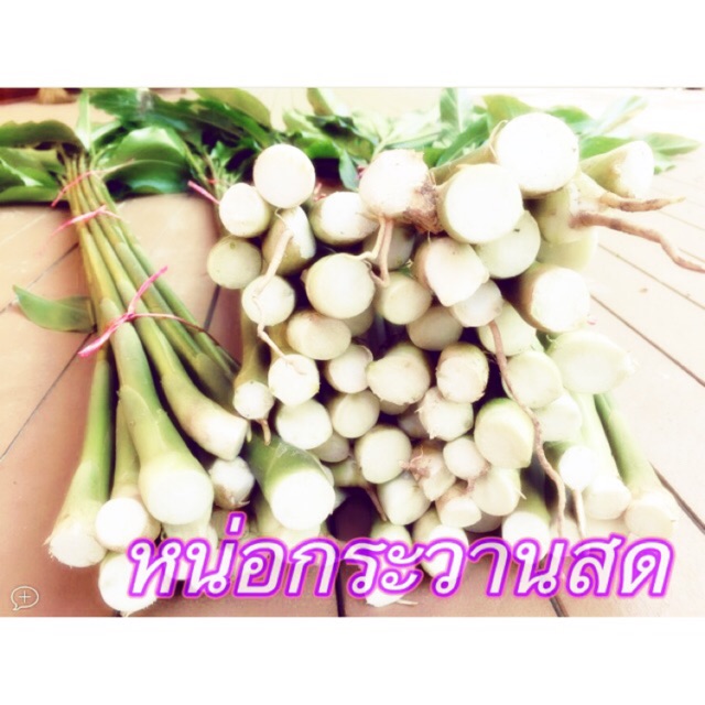 หน่อกระวานสด หน่อกระวาน ต้นกระวาน
