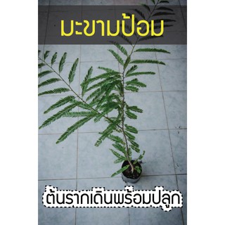 มะขามป้อม พันธุ์ไทยลูกเล็กรสจัดกว่าลูกใหญ่ ใช้เข้าตำรับโบราณ