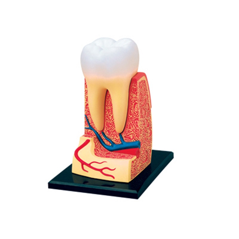 Human Anatomy Model 4D MASTERของเล่นเพื่อการศึกษาแบบจำลองกายวิภาคของฟันและอวัยวะของมนุษย์แบบจำลองการสอนทางการแพทย์ L1QS