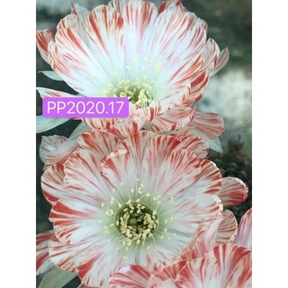 กระบองเพชร cactus หน่อเด็ดสด Lobivia โลบิเวีย รหัส PP2020.17  ขนาดหน่อ 2.5 - 3 เซนติเมตร