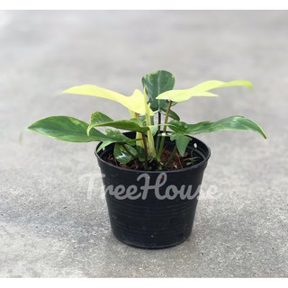 ฟิโลเดนดรอน ก้ามกุ้งโกสมิ้น ล็อตใหม่ ต้นใหญ่ขึ้น สวยมาก (Philodendron florida ghost mint) กระถาง 4 นิ้ว