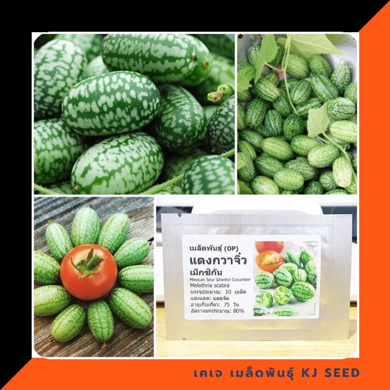 แตงกวาจิ๋วเม็กซิกัน - Mexican sour gherkin USA