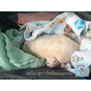 V ( ผ้านุ่มนิ่ม) LIMITED ผ้าสัตว์เลี้ยง ผ้าชูการ์ ผ่านุ่ม คละสีคละลาย