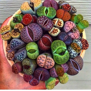 50 เมล็ดพันธุ์ เมล็ด ซักคิวเลนต์ หรือ ไม้อวบน้ำ กระบองเพชร ไลทอปส์ (Lithops) Succulent seeds อัตราการงอก 80-85%