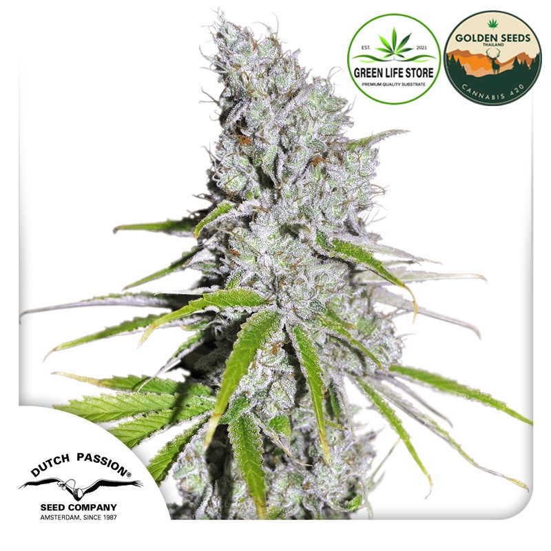 เมล็ดกัญชา CBD/THC 1:1 CBD Skunk Haze ค่าย Dutch Passion ของเเท้ 100% โดย GoldenSeedsThailand