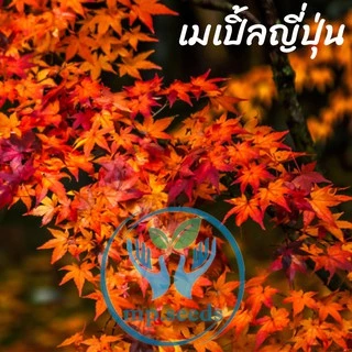 เมล็ดเมเปิ้ล 30 เมล็ด เมล็ดใหม่ พ.ย. 2025 ***ศึกษาวิธีเพาะได้ในรายละเอียดสินค้า****
