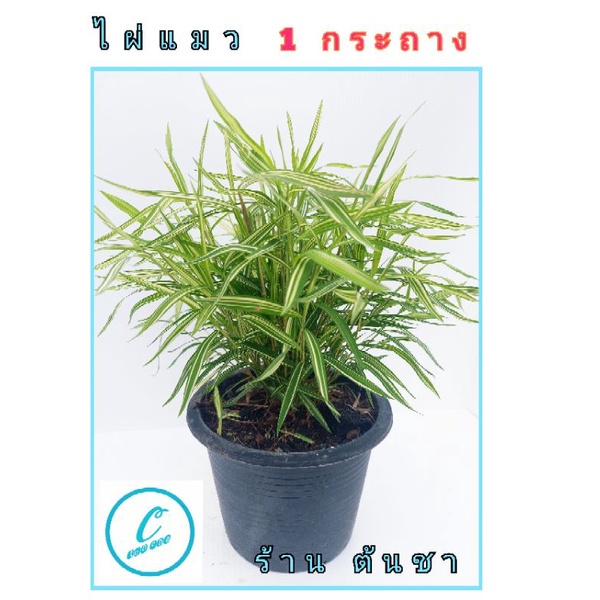 รูปภาพ 8