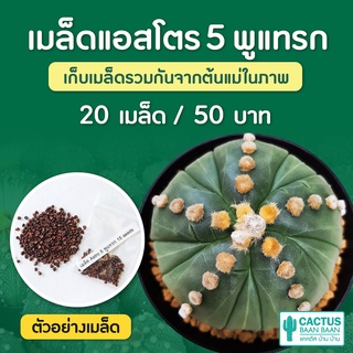 เมล็ดแคคตัส แอสโตร 5 พูแทรก ชุดล่ะ 20 เมล็ด (Astrophytum 5 พูแทรก)