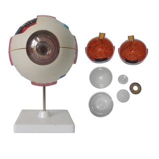 6 Times Human Eye Anatomy Model ENT Ophthalmology Eyeball internal structure Cornea iris lens vitreous ZHXL