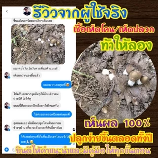 ก้อนเชื้อเห็ดโคน หัวเชื้อสูตรเข้มข้นเจ้าแรกในไทย