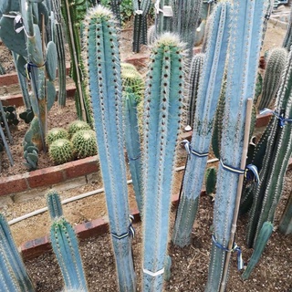 Pilosocereus azureus #สายพันธุ์ขนทอง