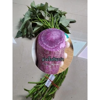 ยอดมันม่วงโอกินาว่า,ส้มโอกินาว่า , ชุดละ 50-100 ยอด #เลือกสายพันธุ์ได้