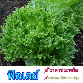 ฟิลเลย์ Frillice เมล็ดชผักสลัด 40-50 seeds พร้อมคำแนะนำการเพาะเมล็ด เมล็ดคุณภาพเกรดเอ อัตราการงอกสูง เมล็ดพันธุ์ผักสวนคร