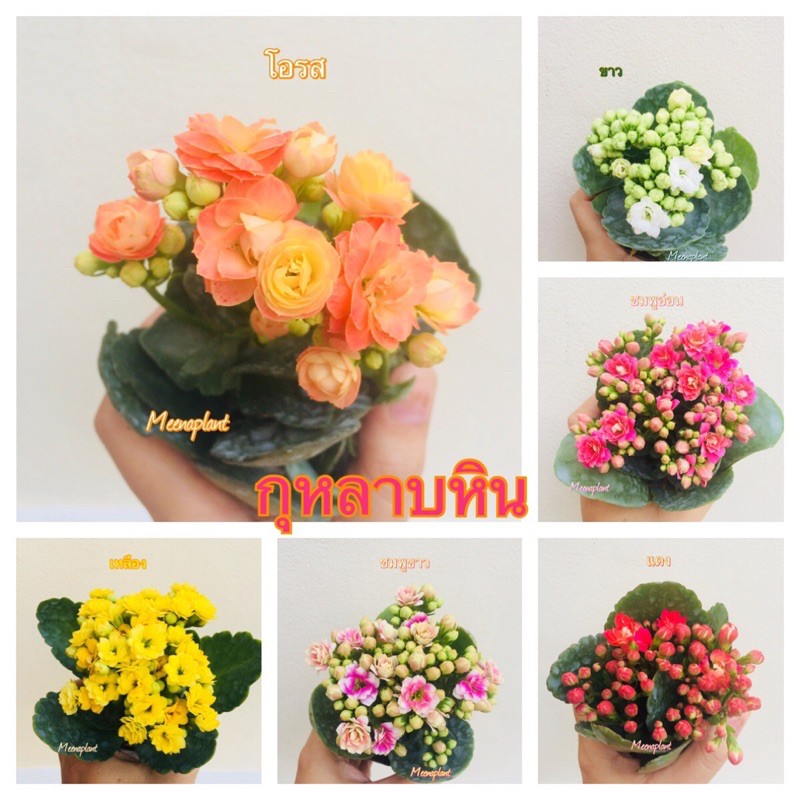 กุหลาบหินดอก ดอกสวย น่ารัก ไม้อวบน้ำ เลี้ยงง่าย