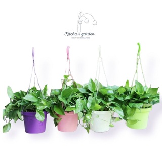 กระถางแขวนรดน้ำอัตโนมัติ Macaron 360 rotation Self-Watering Hanging Pot กระถางรดน้ำอัตโนมัติ  กระถางแขวน