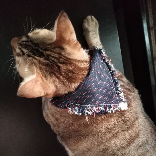 DIY ZONE  ปลอกคอแมวทำมือรุ่น I Sewed