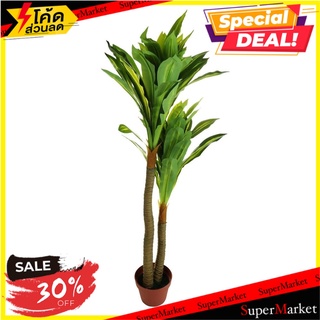 ต้นวาสนาประดิษฐ์ SPRING 120 ซม. ต้นไม้ประดิษฐ์ ARTIFICIAL DRACAENA SPRING 120CM อุปกรณ์ตกแต่งสวน