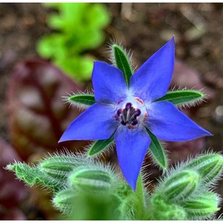 เมล็ดโบราจ ( Borage ) ดอกไม้กินได้ 50 เมล็ด